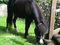 Naples pony 2 Naples 5